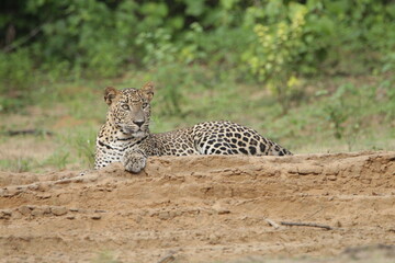 Sri Lankan Leopards in Wilpattu National Park, Sri Lanka 