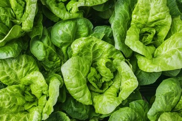 Fresh and Crisp Green Lettuce Leaves in a Bountiful Arrangement, Perfect for Healthy Eating, Salads, and Culinary Dishes Full of Flavor and Nutrients