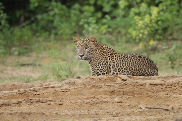 Sri Lankan Leopards in Wilpattu National Park, Sri Lanka 