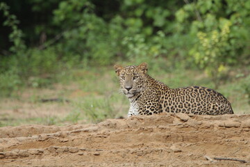 Sri Lankan Leopards in Wilpattu National Park, Sri Lanka 