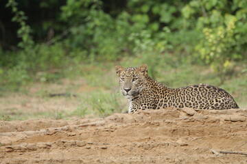 Sri Lankan Leopards in Wilpattu National Park, Sri Lanka 