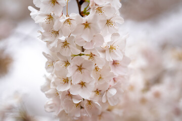 Spring flowering tree branch with white flowers on blue sky background.