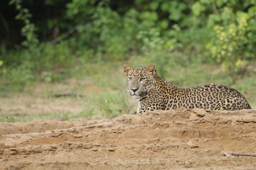 Sri Lankan Leopards in Wilpattu National Park, Sri Lanka 