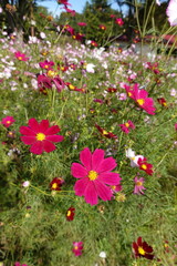 Obraz premium コスモス