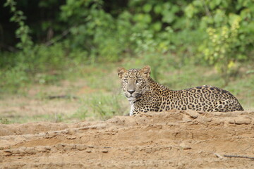 Sri Lankan Leopards in Wilpattu National Park, Sri Lanka 