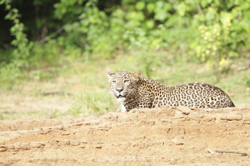 Sri Lankan Leopards in Wilpattu National Park, Sri Lanka 