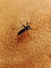 Mosquitoes bite and suck human blood. Mosquitoes are vectors that transmit vector-borne human illness through their bites.