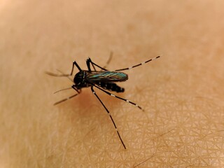 	 Mosquitoes bite and suck human blood. Mosquitoes are vectors that transmit vector-borne human illness through their bites.