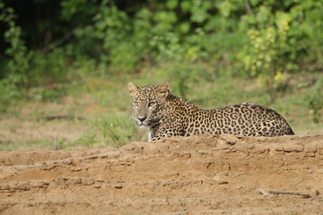 Sri Lankan Leopards in Wilpattu National Park, Sri Lanka 