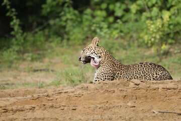 Sri Lankan Leopards in Wilpattu National Park, Sri Lanka 