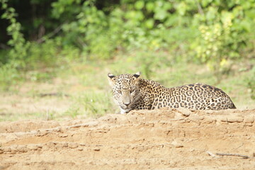 Sri Lankan Leopards in Wilpattu National Park, Sri Lanka 