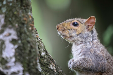 Grey squirrel 