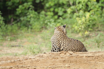 Sri Lankan Leopards in Wilpattu National Park, Sri Lanka 