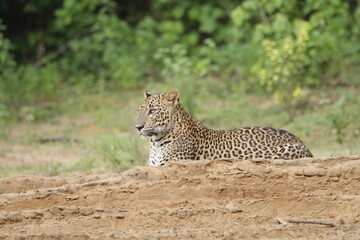 Sri Lankan Leopards in Wilpattu National Park, Sri Lanka 