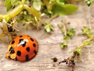 Macro shoot of a ladybug (coccinella magnifica) crawling on the floor; pesticide free biological pest control through natural enemies.