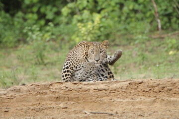 Sri Lankan Leopards in Wilpattu National Park, Sri Lanka 