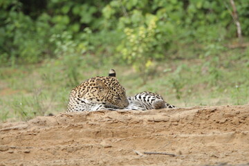 Sri Lankan Leopards in Wilpattu National Park, Sri Lanka 