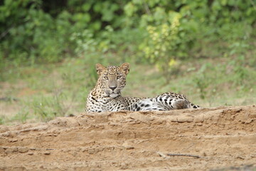 Sri Lankan Leopards in Wilpattu National Park, Sri Lanka 