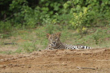 Sri Lankan Leopards in Wilpattu National Park, Sri Lanka 