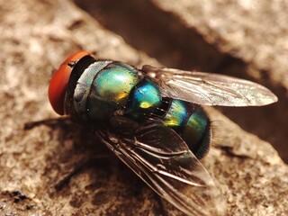 Close up house fly landed on a floor The house fly,  Musca domestica is a well-known cosmopolitan pest of both farm and home. 