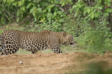 Sri Lankan Leopards in Wilpattu National Park, Sri Lanka 