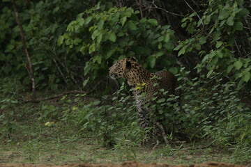 Sri Lankan Leopards in Wilpattu National Park, Sri Lanka 