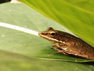 Macro shoot of hylarana chalconota or kongkang kolam , common green frog in Indonesia. Amphibians,  sitting on a green leaf.
