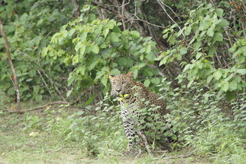 Sri Lankan Leopards in Wilpattu National Park, Sri Lanka 