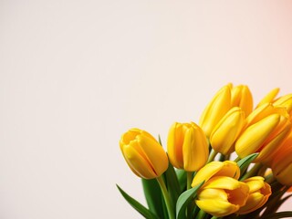 Naklejka premium Bouquet of yellow tulips with orange lighting, ambiance, fresh cut