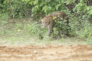Sri Lankan Leopards in Wilpattu National Park, Sri Lanka 