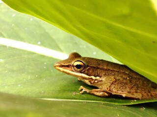 Macro shoot of hylarana chalconota or kongkang kolam , common green frog in Indonesia. Amphibians,  sitting on a green leaf.