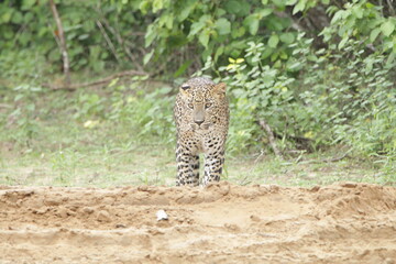 Sri Lankan Leopards in Wilpattu National Park, Sri Lanka 