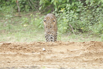 Sri Lankan Leopards in Wilpattu National Park, Sri Lanka 