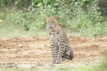Sri Lankan Leopards in Wilpattu National Park, Sri Lanka 