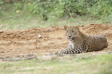 Sri Lankan Leopards in Wilpattu National Park, Sri Lanka 