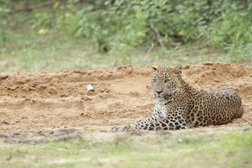 Sri Lankan Leopards in Wilpattu National Park, Sri Lanka 