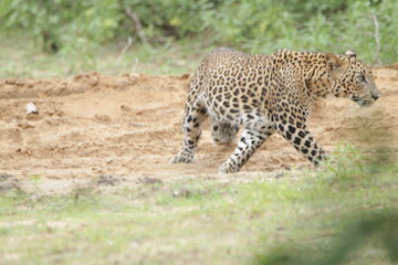 Sri Lankan Leopards in Wilpattu National Park, Sri Lanka 