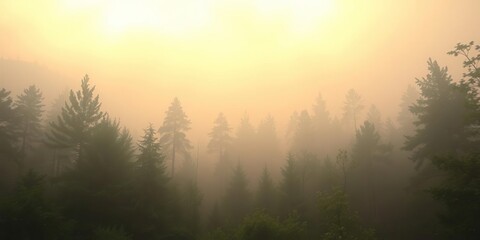 Fototapeta premium forest at dawn with mist and foggy atmosphere, forest, autumn, fog
