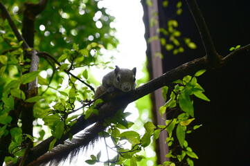 A small gray squirrel Climbing on a tree in the park with natural background at Thailand.