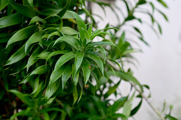 Closeup of Winged insects on green leaves tree to look for food with natural background at Thailand.