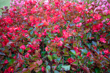 자연속에서 아름답게 피어난 꽃의 모습입니다.