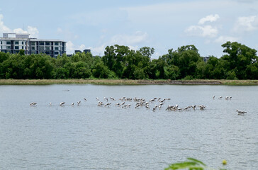 Views of White long-legged Egret were searching for food on the surface of the water and mud on the sea with natural background in Thailand.