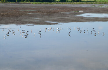 Views of White long-legged Egret were searching for food on the surface of the water and mud on the sea with natural background in Thailand.
