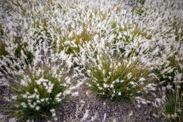 자연속에서 아름답게 피어난 꽃의 모습입니다.