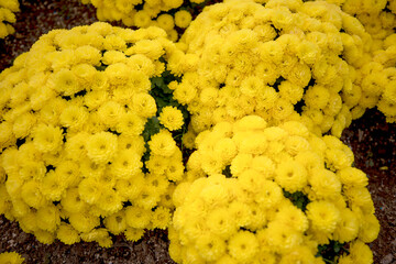 자연속에서 아름답게 피어난 꽃의 모습입니다.