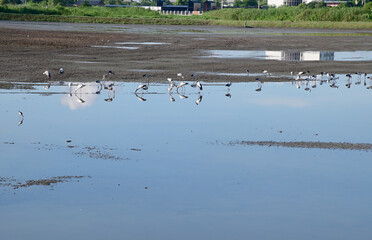 Views of White long-legged Egret were searching for food on the surface of the water and mud on the sea with natural background in Thailand.