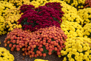 자연속에서 아름답게 피어난 꽃의 모습입니다.