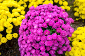 자연속에서 아름답게 피어난 꽃의 모습입니다.