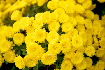 자연속에서 아름답게 피어난 꽃의 모습입니다.