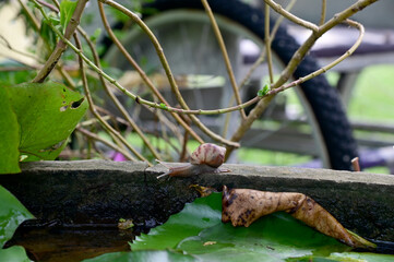 Closeup of Snails are crawling slowly on the edge of a cement basin with natural background at Thailand.